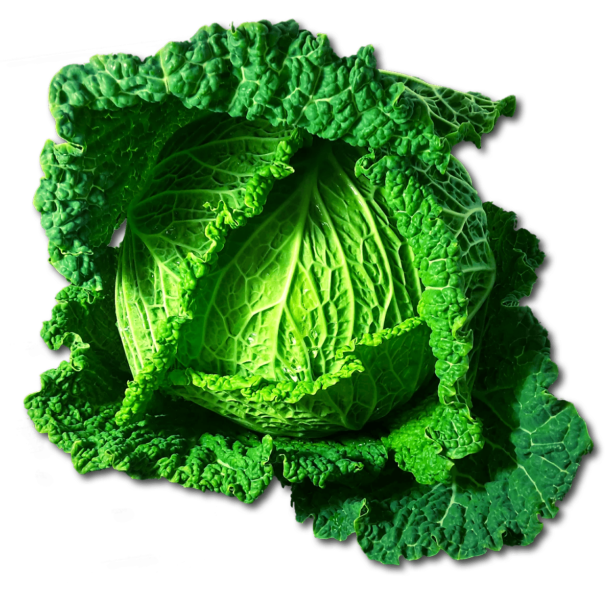 Savoy Cabbage