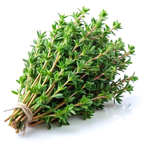 Thyme