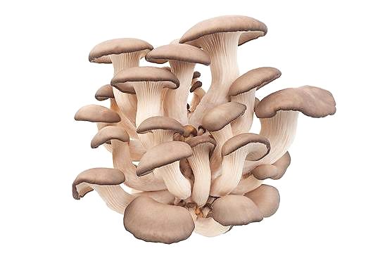 Oyster