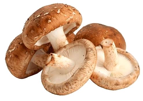 Shiitake