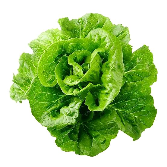 Green butter lettuce