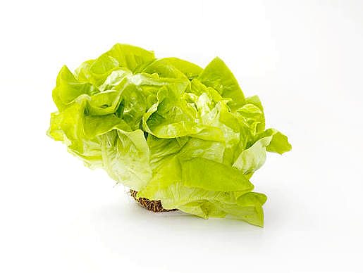 Yellow Butter lettuce