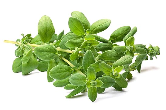 Marjoram